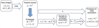 Bio-inspired Analysis of Deep Learning on Not-So-Big Data Using Data-Prototypes